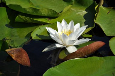 Beyaz nilüfer Tuna Deltası, Romanya