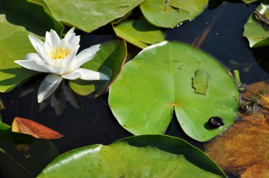 Beyaz nilüfer Tuna Deltası, Romanya