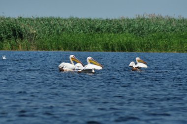 Tuna Deltası içinde büyük beyaz Pelikan (Pelecanus onocrotalus)