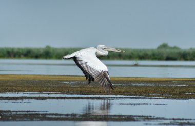 Tuna Deltası içinde büyük beyaz Pelikan (Pelecanus onocrotalus)