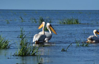 Tuna Deltası içinde büyük beyaz Pelikan (Pelecanus onocrotalus)