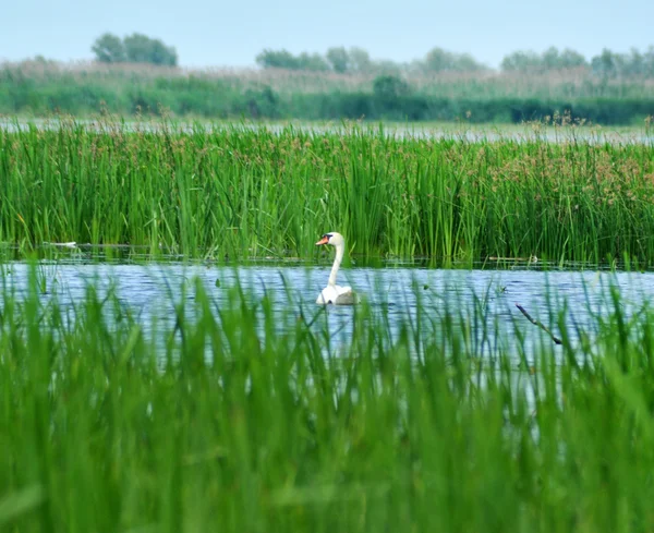 Witte Zwaan op een meertje in de Donaudelta — Stockfoto