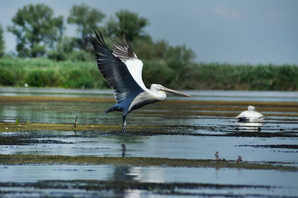 Great white pelican (Pelecanus onocrotalus) in the Danube delta — Stock Photo, Image