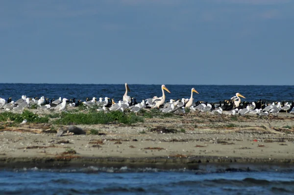 Большой белый пеликан (Pelecanus onocrotalus) в дельте Дуная — стоковое фото