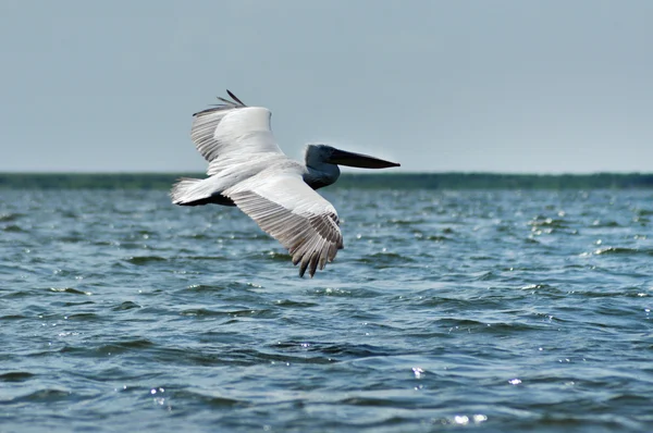 Gran pelícano blanco (Pelecanus onocrotalus) en el delta del Danubio — Foto de Stock