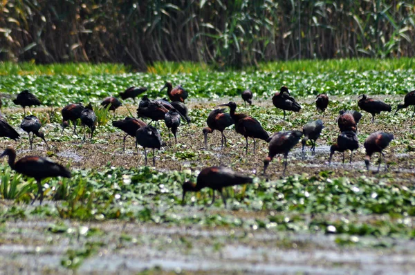 Flock of ibis birds (Plegadis falcinellus) in the Danube delta — Stock Photo, Image