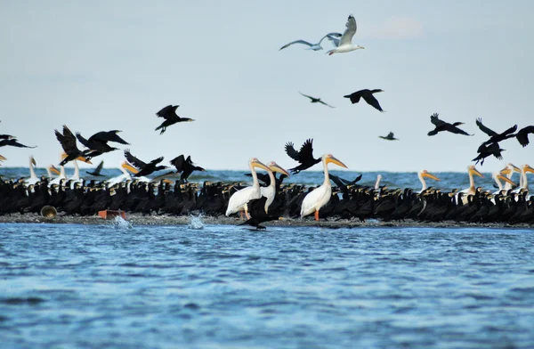 Flock of birds in the Danube delta — Stock Photo, Image