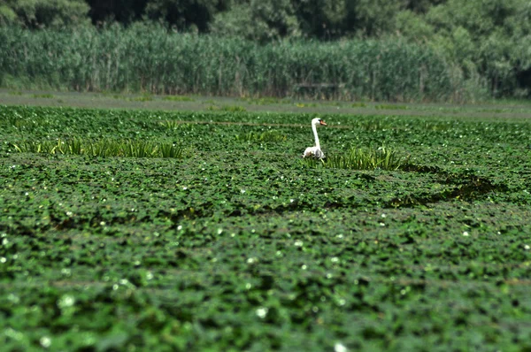 Cisne blanco en un lago en el delta del Danubio —  Fotos de Stock