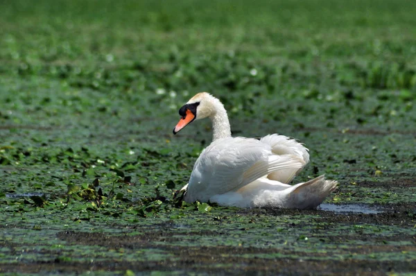白色的天鹅在湖上多瑙河三角洲 — 图库照片