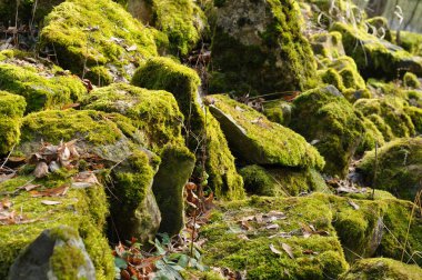 ormandaki yosunlu kayalar