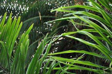 Çin fan palmiye ağacı yaprak