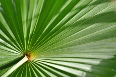 Yeşil palmiye ağacı yaprak arka plan