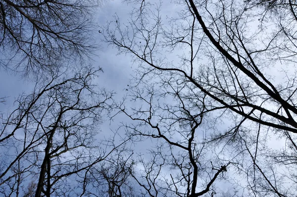 光秃秃的树枝透视。树顶的天空 — 图库照片