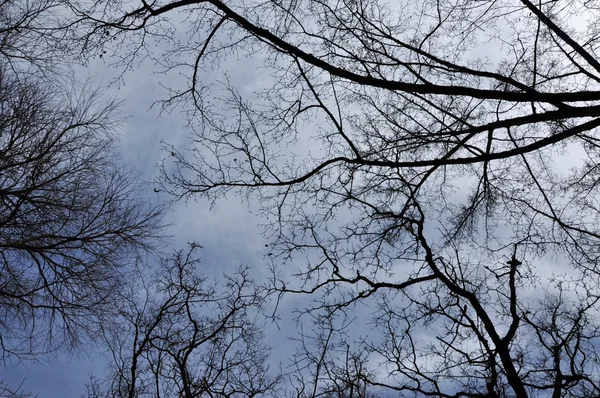 Perspectiva de ramas de árboles sin hojas. Parte superior de árboles contra el cielo — Foto de Stock