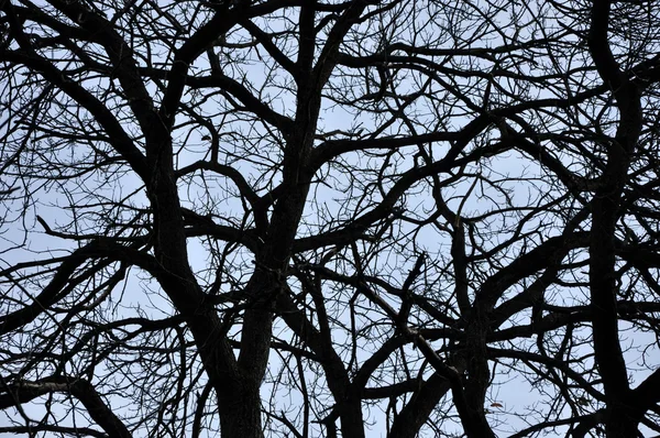 Perspectiva de ramos de árvores sem folhas. Topo de árvores contra o céu — Fotografia de Stock