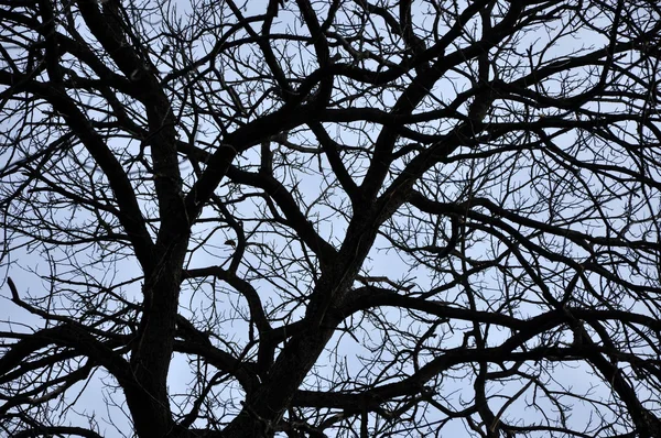 Avlövade träd grenar perspektiv. Toppen av träd mot himlen — Stockfoto