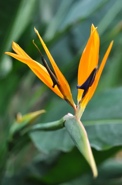 Close-up de flor cor de laranja — Fotografia de Stock
