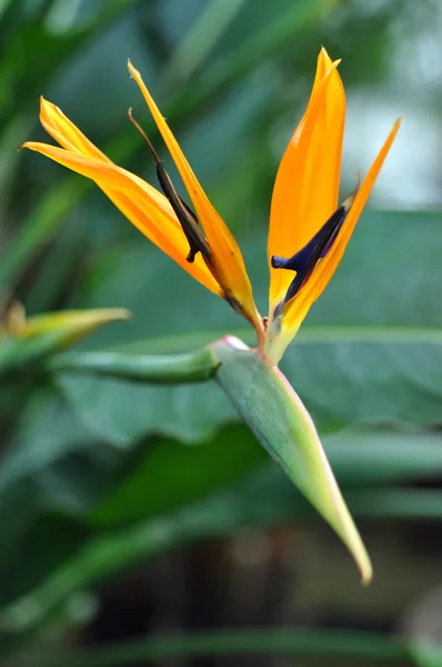 Close-up de flor cor de laranja — Fotografia de Stock