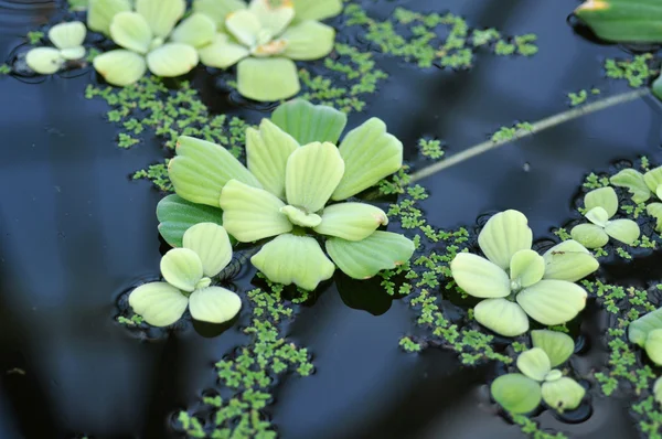 Groen water lily bladeren in een vijver — Stockfoto
