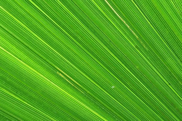 Fondo de hoja de palmera verde —  Fotos de Stock