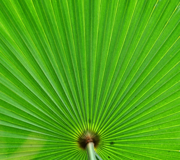 Abstract background of a green palm leaf — Stock Photo, Image