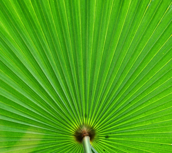 Fondo abstracto de una hoja de palma verde —  Fotos de Stock