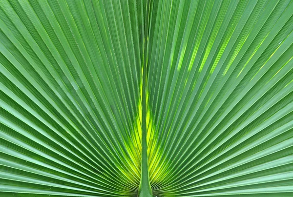 Abstrato close-up de uma folha de palma verde — Fotografia de Stock