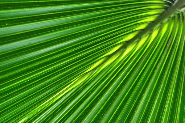 Zelené palmy stromu list pozadí — Stock fotografie