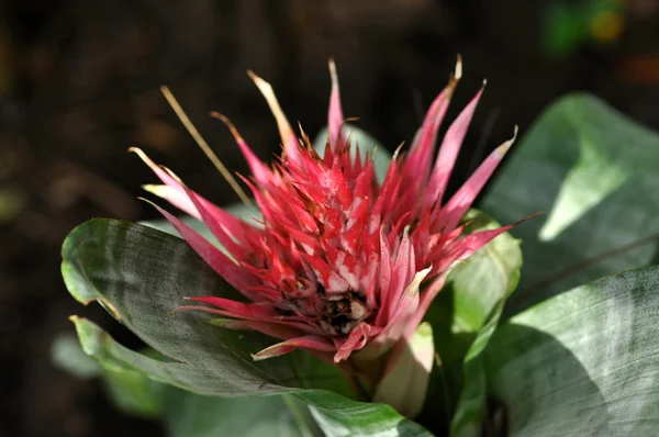 Bela flor vermelha closeup — Fotografia de Stock