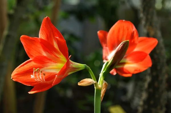 Gyönyörű piros virág Polárszűrő — Stock Fotó