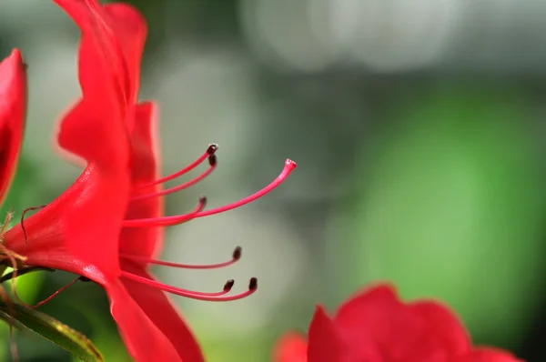 Krásný červený květ plátky closeup — Stock fotografie