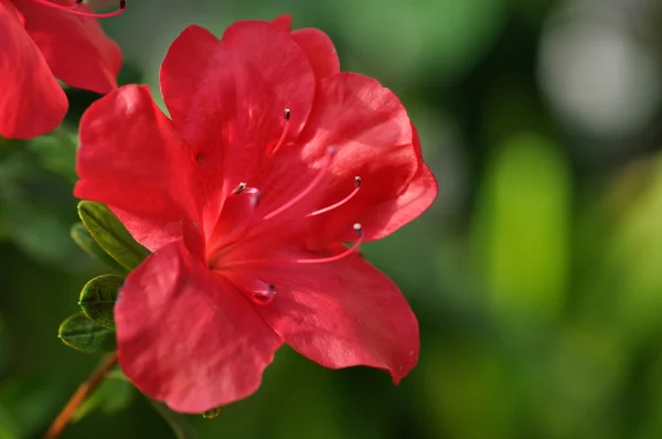 Beautiful red flower closeup — Stock Photo, Image