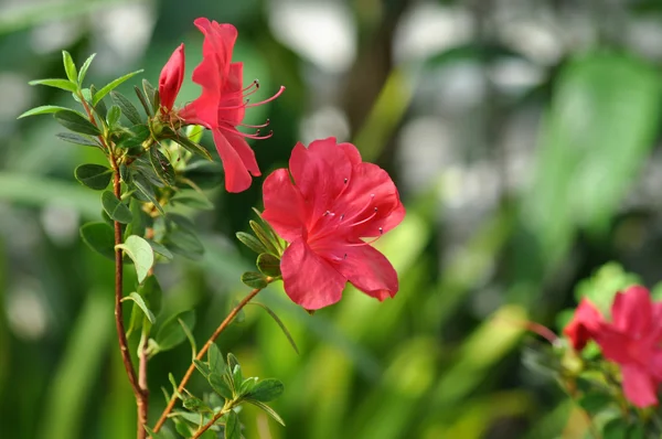 Beautiful red flower closeup — Stock Photo, Image