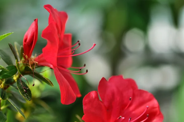 Lindas pétalas de flores vermelhas close-up — Fotografia de Stock