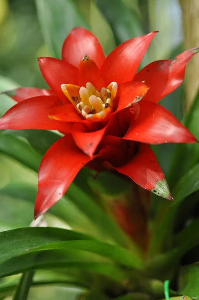 Beautiful red flower closeup — Stock Photo, Image