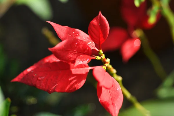 Hermosa flor roja primer plano — Foto de Stock