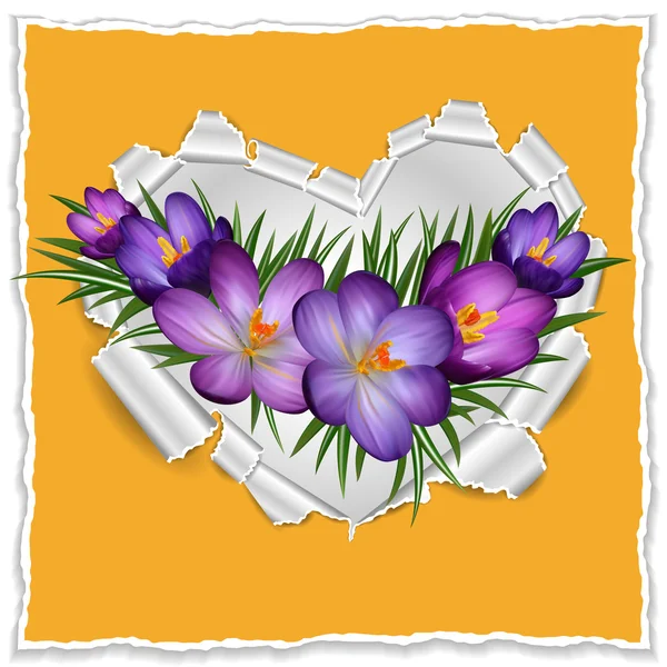 Coeur en papier déchiré avec crocus violets — Image vectorielle