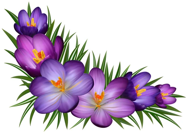 Paarse krokusbloemen — Stockvector