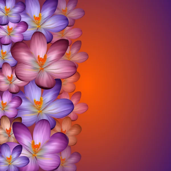 Crocus fond — Image vectorielle