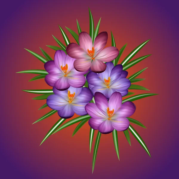 Цветы крокуса — стоковый вектор