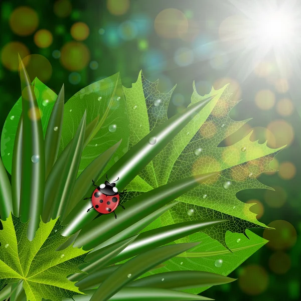 てんとう虫と緑の葉 — ストックベクタ