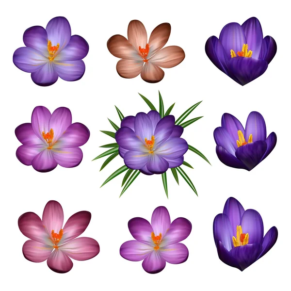 Fleurs de crocus isolées — Image vectorielle