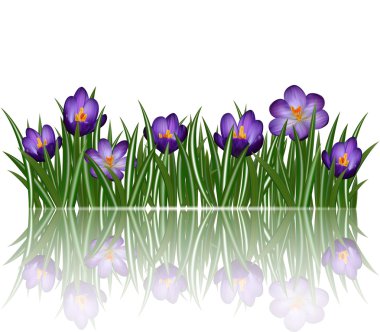 mor kır çiçekleri 