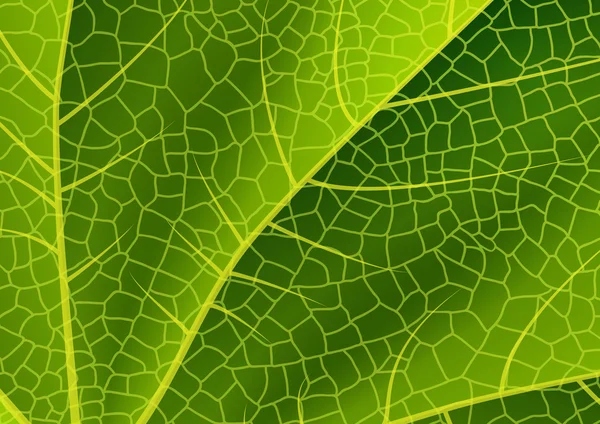 Textura de hoja verde — Vector de stock