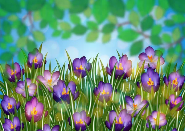 紫色のクロッカスの花 — ストックベクタ