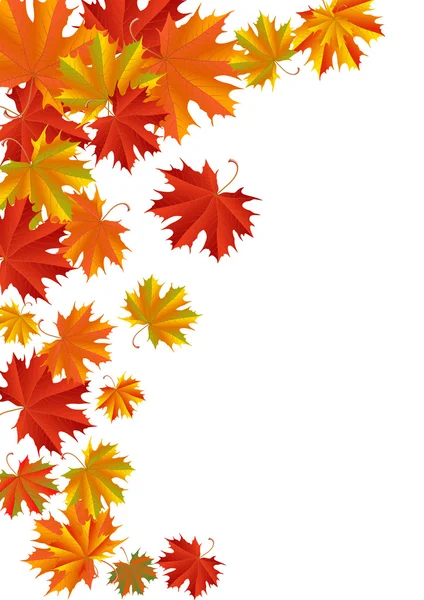 Autumn leaves — Stock Vector