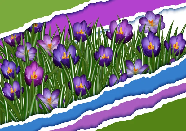 Fleurs de crocus violet — Image vectorielle