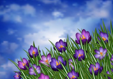 mor kır çiçekleri