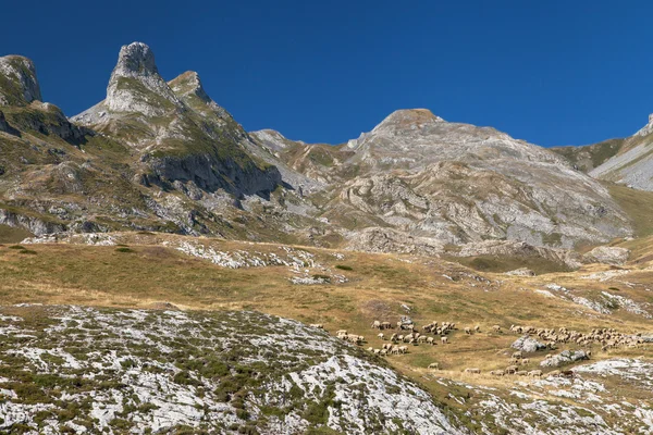 Campana de Aneu — Stok fotoğraf