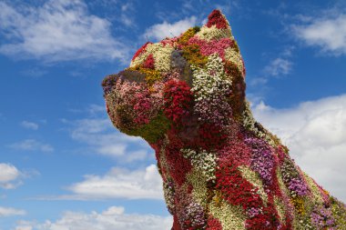 bilbao şehrinde çiçek köpek